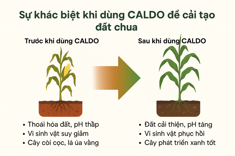 Sự khác biệt khi dùng CALDO để cải tạo đất chua
