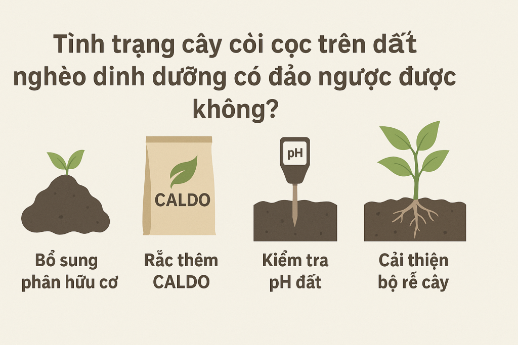chăm sóc cây còi cọc trên đất nghèo dinh dưỡng