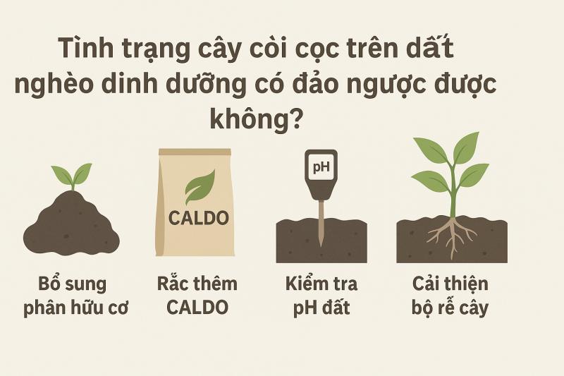 chăm sóc cây còi cọc trên đất nghèo dinh dưỡng