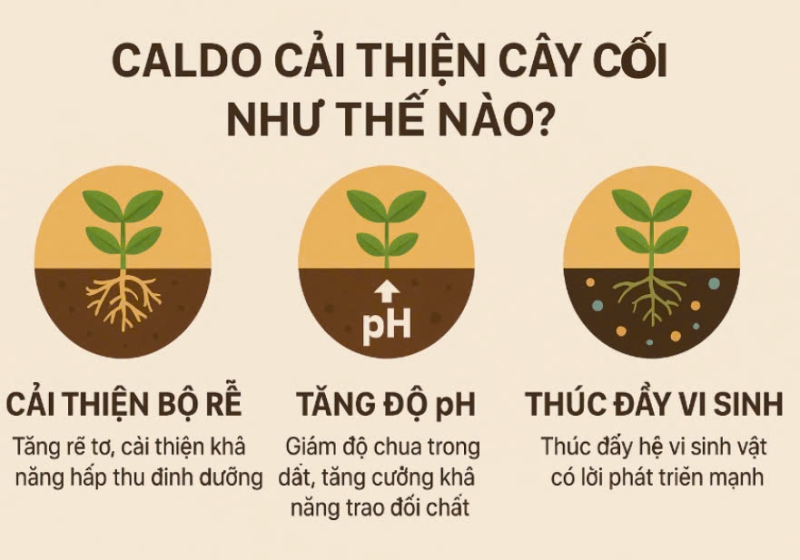 Caldo cải thiện cây còi cọc như thế nào