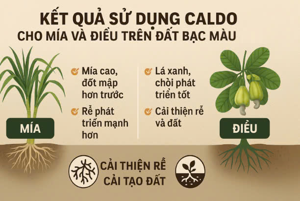 mía điều sử dụng caldo