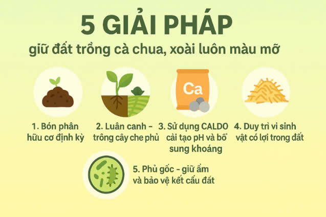 5 giải pháp giữ đất trồng cà chua, xoài