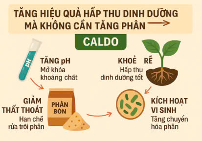 Tăng hiệu quả hấp thu dinh dưỡng