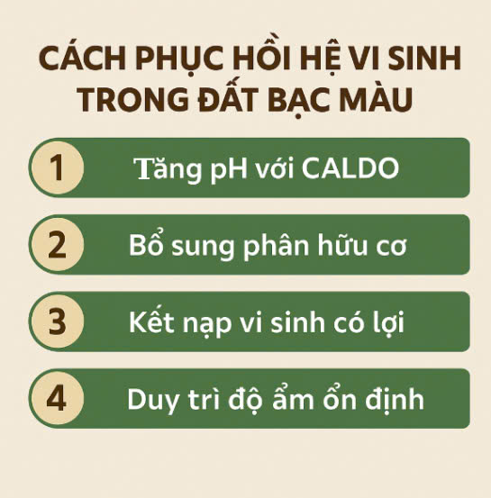 Cách phục hồi vi sinh vật trong đất bạc màu